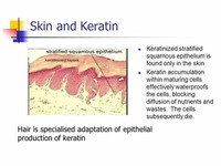 Nonhuman Hair/Epithelial Keratins