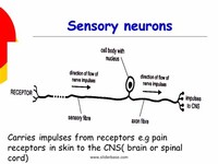 Sensory Neurons