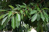 Ficus Virens​