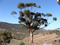 Eucalyptus ​Cladocalyx​