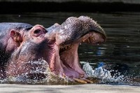 8 Hippopotamus