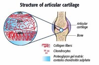 Makes up 85-90% of Collagen in Articular Cartilage