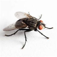 Houseflies