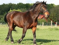 Latvian Horse​