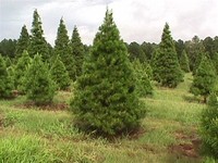 Virginia Pine​