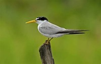 Yellow-Billed ​Tern​