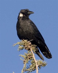 Chihuahuan ​Raven​