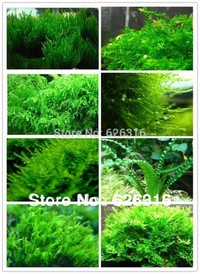 Types of MOSs