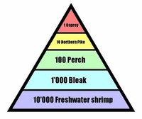 Pyramid of Number