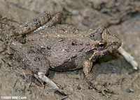 Southern ​Cricket Frog​