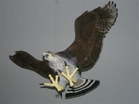 Haast's Eagle​