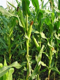 Zea Mays / Maize, Corn