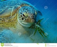 Green Turtle (Chelonia Mydas) 