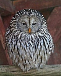 Ural owl​