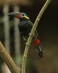 Guianan ​Toucanet​