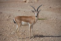 Goitered ​Gazelle​