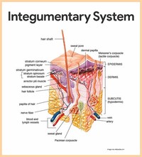 Integumentary System/ Exocrine System: 