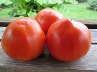 Tomato Italian Heirloom