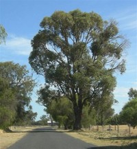 Eucalyptus ​Gomphocephala​