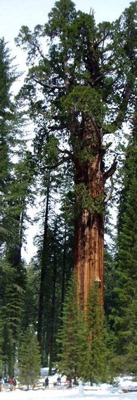 Tallest Giant Sequoia in Converse Basin Location: 