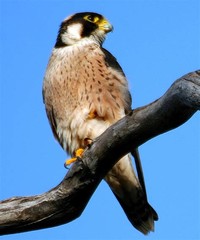 Taita Falcon