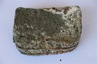 Penicillium Bread Mold