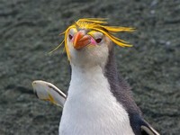 Royal ​Penguin​