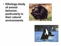 An Ethologist Studies Animal Behavior