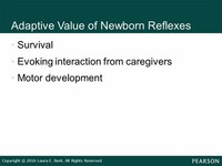 Adaptive Value of Reflexes