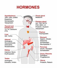 Hormone Health Network ( 