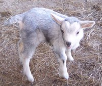 Boer Goat​