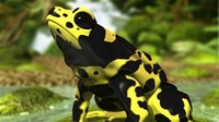 Poison Dart ​Frog​