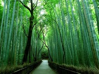 Kyoto, Japan. Sagano Bamboo Forest.,