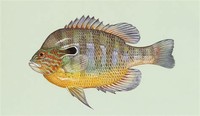 Longear ​Sunfish​