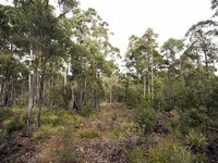 Prossers Forest Reserve