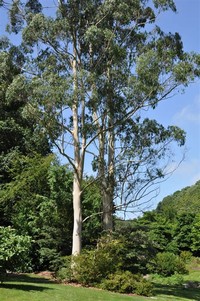 Eucalyptus ​Dalrympleana​