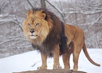 Lion​