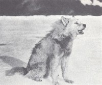 Greenland ​Wolf​