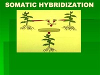 Somatic Hybridization
