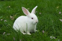 Florida White ​Rabbit​