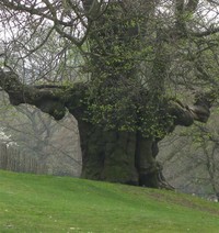 Ancient Famous Oak Tree