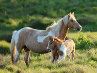 Chincoteague ​Pony​