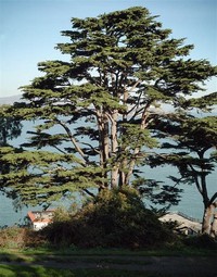 Monterey ​Pine​