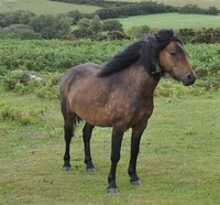 Dartmoor ​Pony​