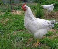 Delaware ​Chicken​