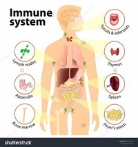 Lymphatic System / Immune System: 