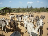 #4. Donkey Sanctuary Aruba. #4 in Aruba. ...