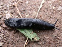 Black Slug​