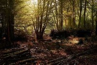 Parndon Wood Nature Reserve