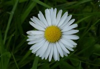 Common ​Daisy​
